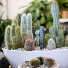 Home cacti-1