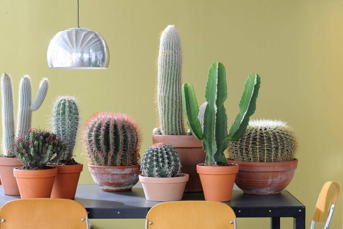 Home cacti