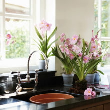 ¿Qué plantas puedo usar en la cocina? -0