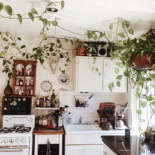 ¿Qué tipo de plantas puedo usar en la cocina? -3