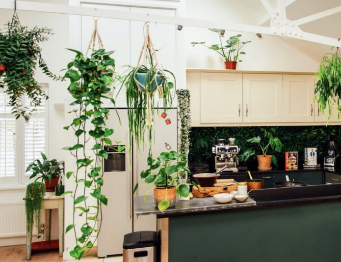 ¿Qué plantas puedes usar en tu cocina?