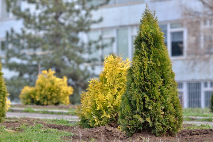 Variedades de thuja