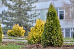 Sorten von Thuja