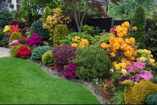 Ziersträucher für den Garten