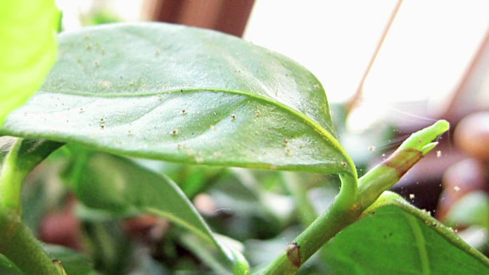 ¿Cómo eliminar los mosquitos en las flores?