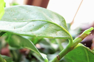 ¿Cómo eliminar los mosquitos en las flores?