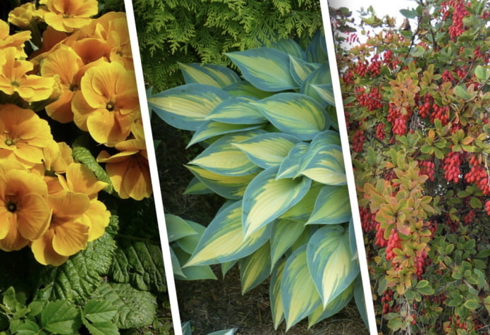 Plantas amantes de la sombra para casas de verano.