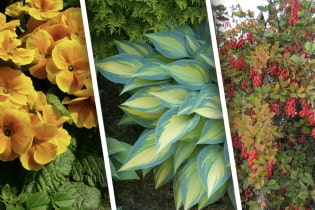 Plantas amantes de la sombra para casas de verano.